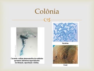 
Colônia