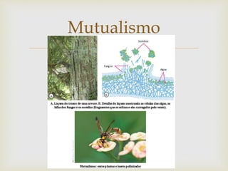 
Mutualismo