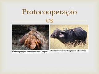 
Protocooperação