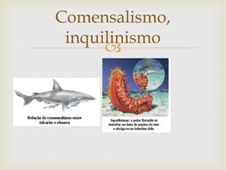
Comensalismo,
inquilinismo