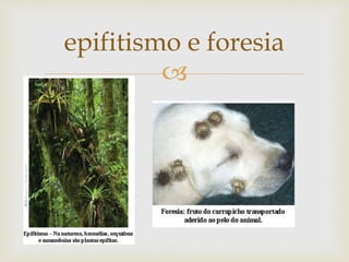 
epifitismo e foresia