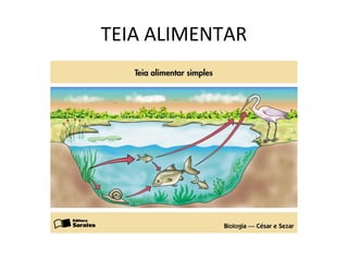 TEIA ALIMENTAR
