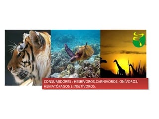 CONSUMIDORES : HERBÍVOROS,CARNIVOROS, ONÍVOROS,
HEMATÓFAGOS E INSETÍVOROS.
CONSUMIDORES : HERBÍVOROS,CARNIVOROS, ONÍVOROS,
HEMATÓFAGOS E INSETÍVOROS.