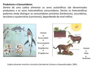 Produtores x Consumidores
Dentro de uma cadeia alimentar os seres autotróficos são denominados
produtores e os seres heterotróficos consumidores. Dentre os heterotróficos
podemos ainda distinguir os consumidores primários (herbívoros), secundários,
terciários e quaternários (carnívoros), dependendo do nível trófico.
Cadeia alimentar marinha e terrestre (retirado de Linhares e Gewandsznajder, 2003)