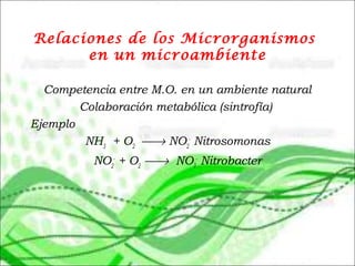 Relaciones de los Microrganismos
en un microambiente
Competencia entre M.O. en un ambiente natural
Colaboración metabólica (sintrofía)
Ejemplo
NH3
+ O2
→ NO2
-
Nitrosomonas
NO2
-
+ O2
→ NO3
-
Nitrobacter
 