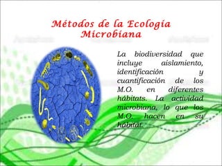 Métodos de la Ecología
Microbiana
La biodiversidad que
incluye aislamiento,
identificación y
cuantificación de los
M.O. en diferentes
hábitats. La actividad
microbiana, lo que los
M.O. hacen en su
hábitat.
 