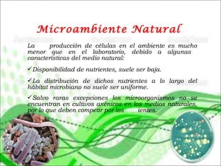 Microambiente Natural
La producción de células en el ambiente es mucho
menor que en el laboratorio, debido a algunas
características del medio natural:
Disponibilidad de nutrientes, suele ser baja.
La distribución de dichos nutrientes a lo largo del
hábitat microbiano no suele ser uniforme.
Salvo raras excepciones los microorganismos no se
encuentran en cultivos axénicos en los medios naturales,
por lo que deben competir por los nutrientes.
 