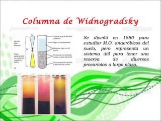 Columna de Widnogradsky
Se diseñó en 1880 para
estudiar M.O. anaeróbicos del
suelo, pero representa un
sistema útil para tener una
reserva de diversos
procariotas a largo plazo.
 