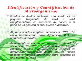 Identificación y Cuantificación de
Microorganismos
 Sondas de ácidos nucleicos: una sonda es un
pequeño fragmento de DNA o RNA
complementario, en secuencia de bases, a la
parte de un gen con el cual puede hibridarse.
 Algunas sondas emplean secuencias rRNA 16S
como herramientas para diferenciar M.O. en
ambientes naturales.
 Actualmente se cuenta con una gran cantidad de
secuencias de rRNA 16S por lo que es posible
construir sondas muy específicas, capaces de
diferenciar organismos dentro de un mismo
dominio y también diferenciar entre especies en
una misma muestra.
 