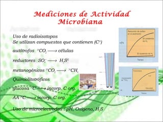 Uso de radioisotopos
Se utilizan compuestos que contienen (C14
)  
autótrofos 14
CO2
→ células
reductores SO4
=
→ H2
S35
metanogénicos 14
CO2
→ 14
CH4
Quimiolitotróficos
glucosa 14
C → incorp. C org.
AA 14
C → incorp. C org.
Uso de microelectrodos : pH, Oxigeno, H2S
Mediciones de Actividad
Microbiana
 