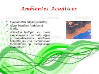 Ambientes Acuáticos
 Fitoplancton (algas flotantes)
 Algas bénticas (unidas al
fondo)
 Actividad biológica en zonas
mas cercanas a la costa: algas
y cianobacterias, bacterias
heterótrofas con metabolismo
fermentativo y metabolismo
anaeróbico
 