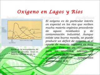 Oxigeno en Lagos y Ríos
El oxígeno es de particular interés
en especial en los ríos que reciben
mucha materia orgánica procedente
de aguas residuales y de
contaminación industrial. Aunque
existe una buena mezcla, se puede
producir un déficit de oxígeno, si el
aporte de materia orgánica es muy
elevado. Esto no es conveniente
para los animales, además se
desarrollan M.O. anaeróbicos que
pueden producir compuestos
tóxicos como H2S.
Efecto de la incorporación de
aguas de desecho, ricas en
materia orgánica en un rio
 