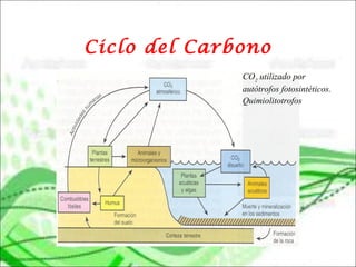 Ciclo del Carbono
CO2
utilizado por
autótrofos fotosintéticos.
Quimiolitotrofos
 