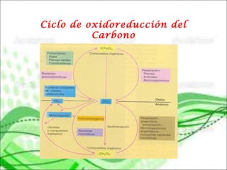 Ciclo de oxidoreducción del
Carbono
 