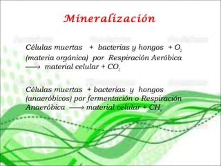 Mineralización
Células muertas + bacterias y hongos + O2
(materia orgánica) por Respiración Aeróbica
→ material celular + CO2
Células muertas + bacterias y hongos
(anaeróbicos) por fermentación o Respiración
Anaeróbica → material celular + CH4
 