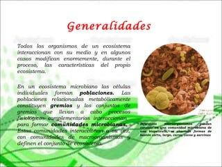 Generalidades
Todos los organismos de un ecosistema
interaccionan con su medio y en algunos
casos modifican enormemente, durante el
proceso, las características del propio
ecosistema.
En un ecosistema microbiano las células
individuales forman poblaciones. Las
poblaciones relacionadas metabólicamente
constituyen gremios y los conjuntos de
gremios que llevan a cabo procesos
fisiológicos complementarios interaccionan
para formar comunidades microbianas.
Estas comunidades interaccionan a su vez,
con comunidades de macroorganismos y
definen el conjunto de ecosistema.
Diferentes microorganismos pueden
convivir en una comunidad microbiana de
una biopelícula, se observan formas de
bastón corto, largo, curvo, cocos y sarcinas
 