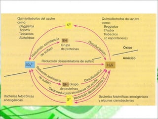 Ecologia microbiana