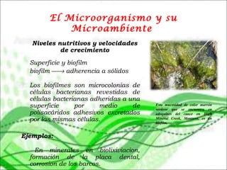 El Microorganismo y su
Microambiente
Niveles nutritivos y velocidades
de crecimiento
 
Superficie y biofilm
  biofilm → adherencia a sólidos
Los biofilmes son microcolonias de
células bacterianas revestidas de
células bacterianas adheridas a una
superficie por medio de
polisacáridos adhesivos excretados
por las mismas células.
 
Ejemplos:
En minerales en biolixiviacion,
formación de la placa dental,
corrosion de los barcos.
Esta mucosidad de color marrón
verdoso que se encuentra en
adoquines del cauce en High
Mineral Creek, Montana, es un
biofilm.
 