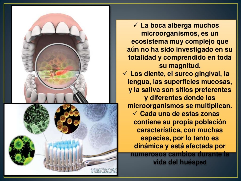 ECOLOGÍA MICROBIANA DE LA BOCA