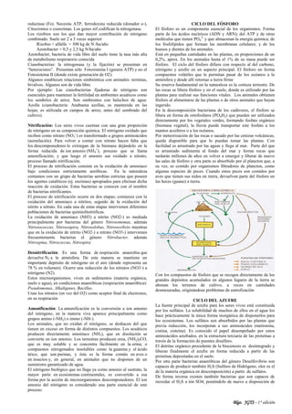 Blgo. JGTS - 1° edición
reductasa (Fe). Necesita ATP, ferrodoxina reducida (donador e-),
Citocromos o coenzimas. Los genes nif codifican la nitrogenasa.
Los rizobios son los que dan mayor contribución de nitrógeno
combinado. Suele ser 2 a 3 veces superior
Rizobio + alfalfa = 300 kg de N /ha/año
Azotobacter = 0,5 y 2,5 kg N/ha/año
Azotobacter, bacteria de vida libre del suelo tiene la tasa más alta
de metabolismo respiratorio conocida
Cianobacterias: la nitrogenasa (y la fijación) se presentan en
“heterocistos”. Presentan sólo Fotosistema I (genera ATP) y no el
Fotosistema II (donde existe generación de O2).
Algunos establecen relaciones simbióntica con animales: termitas,
bivalvos. Algunos son de vida libre.
Por ejemplo: Las cianobacterias fijadoras de nitrógeno son
esenciales para mantener la fertilidad en ambientes acuáticos como
los sembríos de arroz. Son simbiontes con helechos de agua:
Azolla (cianobacteria: Anabaena azollae, es mantenida en las
hojas; es utilizada en campos de arroz, antes del sembrado del
cultivo).
Nitrificación: Los seres vivos cuentan con una gran proporción
de nitrógeno en su composición química. El nitrógeno oxidado que
reciben como nitrato (NO3
–
) es transformado a grupos aminoácidos
(asimilación). Para volver a contar con nitrato hacen falta que
los descomponedores lo extraigan de la biomasa dejándolo en la
forma reducida de ion amonio (NH4
+
), proceso que se llama
amonificación; y que luego el amonio sea oxidado a nitrato,
proceso llamado nitrificación.
El proceso de nitrificación consiste en la oxidación de amoniaco
bajo condiciones estrictamente aeróbicas. En la naturaleza
contamos con un grupo de bacterias aerobias estrictas que poseen
los agentes catalíticos (ej. enzimas) apropiados para efectuar dicha
reacción de oxidación. Estas bacterias se conocen con el nombre
de bacterias nitrificantes.
El proceso de nitrificación ocurre en dos etapas; comienza con la
oxidación del amoniaco a nitritos, seguido de la oxidación del
nitrito a nitrato. En cada una de estas etapas intervienen diferentes
poblaciones de bacterias quimiolitotróficas.
La oxidación de amoniaco (NH3) a nitrito (NO2-) es mediada
principalmente por bacterias del género Nitrosomonas, además
Nitrosococcus, Nitrosospira, Nitrosolobus, Nitrosovibrio mientras
que en la oxidación de nitrito (NO2-) a nitrato (NO3-) intervienen
frecuentemente bacterias el género Nitrobacter, además
Nitrospina, Nitrococcus, Nitrospira
Desnitrificación: Es una forma de respiración anaerobia que
devuelve N2 a la atmósfera. De esta manera se mantiene un
importante depósito de nitrógeno en el aire (donde representa un
78 % en volumen). Ocurre una reducción de los nitratos (NO3-) a
nitrógeno (N2).
Estos microorganismos; viven en sedimentos (materia orgánica,
suelo o agua), en condiciones anaeróbicas (respiración anaeróbica):
Pseudomonas, Alkaligenes, Bacillus.
Usan los nitratos (en vez del O2) como aceptor final de electrones,
en su respiración
Amonificación: La amonificación es la conversión a ion amonio
del nitrógeno, en la materia viva aparece principalmente como
grupos amino (-NH2) o imino (-NH-).
Los animales, que no oxidan el nitrógeno, se deshacen del que
tienen en exceso en forma de distintos compuestos. Los acuáticos
producen directamente amoníaco (NH3), que en disolución se
convierte en ion amonio. Los terrestres producen urea, (NH2)2CO,
que es muy soluble y se concentra fácilmente en la orina; o
compuestos nitrogenados insolubles como la guanina y el ácido
úrico, que son purinas, y ésta es la forma común en aves o
en insectos y, en general, en animales que no disponen de un
suministro garantizado de agua.
El nitrógeno biológico que no llega ya como amonio al sustrato, la
mayor parte en ecosistemas continentales, es convertido a esa
forma por la acción de microorganismos descomponedores. El ion
amonio del nitrógeno es considerado una parte esencial de este
proceso.
CICLO DEL FÓSFORO
El fósforo es un componente esencial de los organismos. Forma
parte de los ácidos nucleícos (ADN y ARN); del ATP y de otras
moléculas que tienen PO4
3-
y que almacenan la energía química; de
los fosfolípidos que forman las membranas celulares; y de los
huesos y dientes de los animales.
Está en pequeñas cantidades en las plantas, en proporciones de un
0,2%, aprox. En los animales hasta el 1% de su masa puede ser
fósforo. El ciclo del fósforo difiere con respecto al del carbono,
nitrógeno y azufre en un aspecto principal. El fósforo no forma
compuestos volátiles que le permitan pasar de los océanos a la
atmósfera y desde allí retornar a tierra firme
Su reserva fundamental en la naturaleza es la corteza terrestre. De
las rocas se libera fósforo y en el suelo, donde es utilizado por las
plantas para realizar sus funciones vitales. Los animales obtienen
fósforo al alimentarse de las plantas o de otros animales que hayan
ingerido.
En la descomposición bacteriana de los cadáveres, el fósforo se
libera en forma de ortofosfatos (PO4H2) que pueden ser utilizados
directamente por los vegetales verdes, formando fosfato orgánico
(biomasa vegetal), la lluvia puede transportar este fosfato a los
mantos acuíferos o a los océanos.
Por meteorización de las rocas o sacado por las cenizas volcánicas,
queda disponible para que lo puedan tomar las plantas. Con
facilidad es arrastrado por las aguas y llega al mar. Parte del que
es arrastrado sedimenta al fondo del mar y forma rocas que
tardarán millones de años en volver a emerger y liberar de nuevo
las sales de fósforo y otra parte es absorbido por el plancton que, a
su vez, es comido por organismos filtradores de plancton, como
algunas especies de peces. Cuando estos peces son comidos por
aves que tienen sus nidos en tierra, devuelven parte del fósforo en
las heces (guano) a tierra.
Con los compuestos de fósforo que se recogen directamente de los
grandes depósitos acumulados en algunos lugares de la tierra se
abonan los terrenos de cultivo, a veces en cantidades
desmesuradas, originándose problemas de eutrofización
CICLO DEL AZUFRE
La fuente principal de azufre para los seres vivos está constituida
por los sulfatos. La solubilidad de muchos de ellos en el agua los
hace prácticamente la única forma inorgánica de disponerlos para
los ecosistemas. Los sulfatos son absorbidos por las plantas que
previa reducción, los incorporan a sus aminoácidos (metionina,
cistina, cisteína). Es conocido el papel desempeñado por estos
aminoácidos azufrados, en la estructura terciaria de las proteínas a
través de la formación de puentes disulfuro.
El detritus orgánico procedente de la biocenosis es desintegrado y
liberan finalmente el azufre en forma reducida a partir de las
proteínas depositadas en el suelo.
Por otra parte bacterias anaeróbicas del género Desulfovibrio son
capaces de producir también H2S (Sulfuro de Hidrógeno, olor es el
de la materia orgánica en descomposición) a partir de sulfatos.
De forma inversa existen también bacterias que son capaces de
reoxidar el H2S a ión SO4, poniéndolo de nuevo a disposición de
 