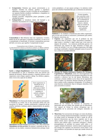 Blgo. JGTS - 1° edición
 Ectoparásitos: Parásitos que atacan exteriormente a su
huésped. Armados de ventosas, ganchos o superficies
adherentes, se agarran a la piel o los pelos de sus huéspedes y
con aparatos bucales cortadores, mordedores o chupadores se
alimentan de la sangre de éstos.
Ejemplo conocidos: sanguijuelas, piojos, garrapatas, y gran
cantidad de hongos.
 Endoparásitos se introducen dentro del huésped y se
alimentan directamente de su sangre o de sus tejidos.
Comensalismo (+ 0): Relación entre dos organismos vivientes,
donde uno de los individuos se beneficia (comensal) y el otro no se
ve perjudicado ni beneficiado. El término comensalismo proviene
del latín com mensa, que significa "compartiendo la mesa".
Comensalismo entre el tiburón y el pez rémora
La aleta dorsal de la rémora se convierte en ventosa y se adhiere al tiburón.
De esta manera se garantiza los restos de alimento, viaje, protección, etc.
Sostén y refugio (Inquilinismo): Una Forma De Comensalismo.
El comensalismo no sólo se manifiesta como una relación que
depende del alimento. Muchos animales y vegetales utilizan a otros
organismos como refugio, soporte o abrigo. Los árboles y pájaros,
éstos viven en las copas de los árboles
Mutualismo (++): Interacción donde las dos especies participantes
se benefician en común. No es una asociación íntima sino una
asociación. Ej. Musgo y árboles, polinización y dispersión de las
semillas (animales y plantas), pájaros desparasitadores de grandes
herbívoros.
Mutualismo servicio-recurso: Polinizador y flor, abeja Megachile
Mutualismo servicio-servicio: Pez payaso y anémona de mar. La
anémona con sus dardos venenosos (nematocistos) protege al pez
contra predadores y el pez payaso protege a la anémona contra
peces de la familia Chaetodontidae que se alimentan de anémonas
Simbiosis (+ +): También es beneficiosa para ambos organismos,
pero en este caso la unión es estructural y permanente para ambos.
Ej: líquenes, micorrizas, etc.
 Líquenes son organismos que son el producto de una
asociación entre un hongo y algas unicelulares (cianófitas o
algas azules y clorófitas, o algas verdes) que viven entre los
órganos del primero. Las sustancias producidas gracias a la
fotosíntesis que realizan las algas alimentan al hongo que
carece de clorofila. A su vez, el hongo proporciona a las algas
un refugio confortable y húmedo, protegido contra el exceso de
luz y contra la sequedad ambiental.
 Sistemas De Nódulos Radiculares Fijadores De Nitrógeno:
Leguminosas Y Rhizobium: Entre los microorganismos del
suelo que realizan la fijación del nitrógeno atmosférico los más
comunes y efectivos son los del genero Rhizobium, que
colonizan y forman nódulos en las raíces de las leguminosas
como el trébol. Las bacterias obtienen alimento de la planta y
ésta a cambio recibe compuestos nitrogenados. Ni la plantas ni
estas bacterias aisladamente fijan el nitrógeno diatomico (N2)
para convertirlo en amonio.
Dentro de los nódulos las bacterias se convierten en
bacteroides que son células más grandes que los Rhizobium.
Son capaces de formar la enzima nitrogenasa que es
responsable de la conversión del nitrógeno molecular en
amonio.
 Micorrizas: Son asociaciones de hongos con raíces de plantas,
en la que el hongo proporciona humedad y nutrientes al vegetal
(el hongo forma un entramado de hifas a modo de red de
mayores dimensiones que las raíces vegetales, por lo que
abarca mucha mayor superficie de suelo y es mucho más
efectivo para obtener agua y nutrientes (nitrógeno y fósforo
principalmente) en períodos de escasez sobre todo), y el
vegetal, mediante fotosíntesis sintetiza materia orgánica que le
da al hongo (los vegetales con micorrizas crecen mejor y son
más resistentes a los períodos de sequía que cuando carecen de
ellas).
Estos organismos se
benefician en su
relación con el
árbol, pero el árbol
no se beneficia ni se
perjudica al
sostener, abrigar y
proteger a sus
inquilinos
Existen ejemplos
muy conocidos como
las garcillas bueyeras
que se alimentan de
los parásitos de los
bueyes y además
tienen un sentido de
alerta mayor que
estos grandes
herbívoros
 