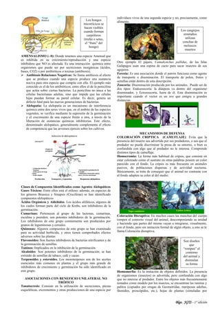 Blgo. JGTS - 1° edición
AMENSALISMO (- 0): Donde tenemos una especie Amensal que
es inhibida en su crecimiento/reproducción y una especie
inhibidora que NO es afectada. Es una interacción química entre
organismos que puede ser por secreciones inorgánicas (ácidos,
bases, CO2) o por antibióticos o toxinas (antibiosis).
 Antibiosis Relaciones Negativas: Se llama antibiosis al efecto
que se produce cuando una especie produce una sustancia
nociva para otra especie que compite con ella. El ejemplo más
conocido es el de los antibióticos, entre ellos el de la penicilina
que actúa sobre ciertas bacterias. La penicilina no ataca a las
células bacterianas adultas, sino que impide que las células
hijas puedan formar su pared celular. Es decir, genera un
defecto fatal para las nuevas generaciones de bacterias.
 Alelopatía: La alelopatía es un mecanismo de interferencia
química entre dos seres vivos que, en el ámbito de las especies
vegetales, se verifica mediante la supresión de la germinación
y el crecimiento de una especie frente a otra, a través de la
liberación de sustancias químicas inhibitorias. Este efecto,
denominado alelopático, generalmente complementa el efecto
de competencia que las arvenses ejercen sobre los cultivos.
Clases de Compuestos Identificados como Agentes Alelopáticos
Gases Tóxicos: Entre ellos está el etileno; además, en especies de
los géneros Brassica y Sinapsis (Cruciferae) se han identificado
compuestos alelopáticos
Ácidos Orgánicos y Aldehídos. Los ácidos alifáticos, algunos de
los cuales forman parte del ciclo de Krebs, son inhibidores de la
germinación.
Cumarinas: Pertenecen al grupo de las lactonas, cumarinas,
esculina y psoralen; son potentes inhibidores de la germinación.
Los inhibidores de este grupo comúnmente son producidos por
granos de leguminosas y cereales.
Quinonas: Algunos compuestos de este grupo se han examinado
para su actividad herbicida, y otros tienen comprobados efectos
adversos sobre las plantas
Flavonoides: Son fuertes inhibidores de bacterias nitrificantes y de
la germinación de semillas.
Taninos: Implicados en la inhibición de la germinación.
Alcaloides: Son potentes inhibidores de la germinación; se han
extraído de semillas de tabaco, café y cacao.
Terpenoides y esteroides. Los monoterpenos son de los aceites
esenciales más comunes en plantas y el grupo más grande de
inhibidores de crecimiento y germinación ha sido identificado en
este grupo.
ASOCIACIONES CON BENEFICIO UNILATERAL NO
TRÓFICO
Tanatocresis: Consiste en la utilización de secreciones, piezas
esqueléticas, excrementos y otras producciones de una especie por
individuos vivos de una segunda especie y no, precisamente, como
alimento.
Otro ejemplo El pájaro, Camahynchus pallidus, de las Islas
Galápagos usan una espina de cacto para sacar insectos de sus
agujeros.
Foresia: Es una asociación donde el patrón funciona como agente
de transporte o diseminación. El transporte de polen, frutos y
semillas están dentro de esta descripción.
Zoocoría: Diseminación producida por los animales. Puede ser de
dos tipos: Endozoocoría: la diáspora va dentro del organismo
diseminador, y Ectozoocoría, fuera de él. Esta diseminación es
importante cuando el vector es un ave que emigra a grandes
distancias.
MECANISMOS DE DEFENSA
COLORACIÓN CRIPTICA (CAMUFLAJE): Evita que la
presencia del insecto sea advertida por sus predadores, o sea que el
predador no puede discriminar la presa de su entorno, o bien es
confundida con algo que al predador no le interesa. Comprende
distintos tipos de camuflaje.
Homocromia: La forma más habitual de cripsis, que consiste en
estar coloreado como el sustrato en otras palabras poseen un color
parecido con el fondo. La cripsis es más frecuente en animales
pasivos, de poblaciones dispersas y de actividad nocturna.
Básicamente, se trata de conseguir que el animal no contraste con
el fondo adapten su color al del medio.
Coloración Disruptiva: En muchos casos las manchas del cuerpo
rompen el contorno visual del animal, descomponiendo su unidad
y haciendo que partes del mismo vayan a integrarse, visualmente,
con el fondo, pero sin imitación formal de algún objeto, a esto se le
llama Coloración disruptiva.
Homomorfía: Es la imitación de objetos definidos. La presencia
de organismos (insectos) es advertida, pero confundida con algo
que no interesa al predador. Entre los objetos más frecuentemente
tomados como modelo por los insectos, se encuentran las ramitas y
palitos (copiados por orugas de Geometridae, mariposas adultas,
fásmidos, proscópidos, etc.), hojas de plantas (simuladas por
Los cangrejos
ermitaños
utilizan
conchas de
moluscos
muertos
Son diseños
que
“rompen” el
contorno
del animal y
disimulan
su forma
Los hongos
micorrícicos se
hacen visibles
cuando forman
carpóforos
(trufas o setas,
el “fruto” del
hongo)
 