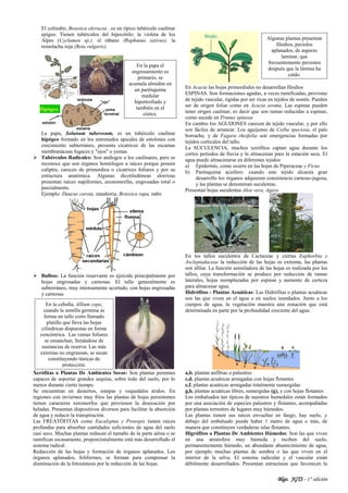 Blgo. JGTS - 1° edición
El colinabo, Brassica oleracea , es un típico tubérculo caulinar
epígeo. Tienen tubérculos del hipocótilo: la violeta de los
Alpes (Cyclamen sp.), el rábano (Raphanus sativus), la
remolacha roja (Beta vulgaris).
La papa, Solanum tuberosum, es un tubérculo caulinar
hipógeo formado en los entrenudos apicales de estolones con
crecimiento subterráneo, presenta cicatrices de las escamas
membranáceas fugaces y "ojos" o yemas.
 Tubérculos Radicales: Son análogos a los caulinares, pero se
reconoce que son órganos homólogos a raíces porque poseen
caliptra, carecen de primordios o cicatrices foliares y por su
estructura anatómica. Algunas dicotiledóneas alorrizas
presentan raíces napiformes, axonomorfas, engrosadas total o
parcialmente.
Ejemplo: Daucus carota, zanahoria; Brassica rapa, nabo
 Bulbos: La función reservante es ejercida principalmente por
hojas engrosadas y carnosas. El tallo generalmente es
subterráneo, muy intensamente acortado, con hojas engrosadas
y carnosas.
Xerófitas o Plantas De Ambientes Secos: Son plantas perennes
capaces de soportar grandes sequías, sobre todo del suelo, por lo
menos durante cierto tiempo.
Se encuentran en desiertos, estepas y roquedales áridos. En
regiones con inviernos muy fríos las plantas de hojas persistentes
tienen caracteres xeromorfos que previenen la desecación por
heladas. Presentan dispositivos diversos para facilitar la absorción
de agua y reducir la transpiración.
Las FREATÓFITAS como Eucalyptus y Prosopis tienen raíces
profundas para absorber cantidades suficientes de agua del suelo
casi seco. Muchas plantas reducen el tamaño de la parte aérea o se
ramifican escasamente, proporcionalmente está más desarrollado el
sistema radical.
Reducción de las hojas y formación de órganos aplanados. Los
órganos aplanados, foliformes, se forman para compensar la
disminución de la fotosíntesis por la reducción de las hojas.
En Acacia las hojas primordiales no desarrollan filodios
ESPINAS. Son formaciones agudas, a veces ramificadas, provistas
de tejido vascular, rígidas por ser ricas en tejidos de sostén. Pueden
ser de origen foliar como en Acacia aroma. Las espinas pueden
tener origen caulinar, es decir que son ramas reducidas a espinas,
como sucede en Prunus spinosa
En cambio los AGUIJONES carecen de tejido vascular, y por ello
son fáciles de arrancar. Los aguijones de Ceiba speciosa, el palo
borracho, y de Fagara rhoifolia son emergencias formadas por
tejidos corticales del tallo.
La SUCULENCIA, muchos xerófitos captan agua durante los
cortos períodos de lluvia y la almacenan para la estación seca. El
agua puede almacenarse en diferentes tejidos:
a) Epidermis, como ocurre en las hojas de Piperaceae y Ficus.
b) Parénquima acuífero: cuando este tejido alcanza gran
desarrollo los órganos adquieren consistencia carnoso-jugosa,
y las plantas se denominan suculentas.
Presentan hojas suculentas Aloe vera, Agave
En los tallos suculentos de Cactaceae y ciertas Euphorbia y
Asclepiadaceae la reducción de las hojas es extrema, las plantas
son áfilas. La función asimiladora de las hojas es realizada por los
tallos, cuya transformación se produce por reducción de ramas
laterales, hojas reemplazadas por espinas y aumento de corteza
para almacenar agua.
Hidrófitos - Plantas Acuáticas: Las Hidrófitas o plantas acuáticas
son las que viven en el agua o en suelos inundados. Junto a los
cuerpos de agua, la vegetación muestra una zonación que está
determinada en parte por la profundidad creciente del agua.
a,b. plantas anfibias o palustres
c,d. plantas acuáticas arraigadas con hojas flotantes
e,f. plantas acuáticas arraigadas totalmente sumergidas
g,h. plantas acuáticas libres, sumergidas (g), y con hojas flotantes
Los embalsados tan típicos de nuestros humedales están formados
por una asociación de especies palustres y flotantes, acompañadas
por plantas terrestres de lugares muy húmedos.
Las plantas tienen sus raíces envueltas en fango, hay suelo, y
debajo del embalsado puede haber 1 metro de agua o más, de
manera que constituyen verdaderas islas flotantes.
Higrófitos o Plantas De Ambientes Húmedos: Son las que viven
en una atmósfera muy húmeda y reciben del suelo,
permanentemente húmedo, un abundante abastecimiento de agua,
por ejemplo muchas plantas de sombra o las que viven en el
interior de la selva. El sistema radicular y el vascular están
débilmente desarrollados. Presentan estructuras que favorecen la
En la papa el
engrosamiento es
primario, se
acumula almidón en
un parénquima
medular
hipertrofiado y
también en el
córtex.
Algunas plantas presentan
filodios, pecíolos
aplanados, de aspecto
laminar, que
frecuentemente persisten
después que la lámina ha
caído.
En la cebolla, Allium cepa,
cuando la semilla germina se
forma un tallo corto llamado
platillo que lleva las hojas
cilíndricas dispuestas en forma
concéntrica. Las vainas foliares
se ensanchan, llenándose de
sustancias de reserva. Las más
externas no engruesan, se secan
constituyendo túnicas de
protección.
 