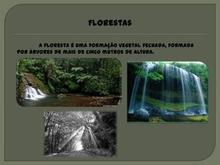 Florestas

       A floresta é uma formação vegetal fechada, formada
por árvores de mais de cinco metros de altura.
 