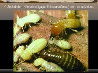  Sociedade – Não existe ligação física (anatômica) entre os indivíduos.
 