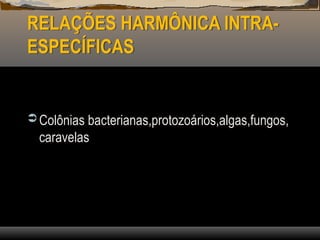 RELAÇÕES HARMÔNICA INTRA-
ESPECÍFICAS
 Colônias bacterianas,protozoários,algas,fungos,
caravelas
 