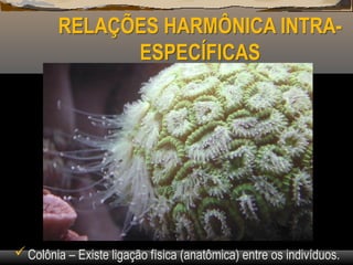 RELAÇÕES HARMÔNICA INTRA-
ESPECÍFICAS
Colônia – Existe ligação física (anatômica) entre os indivíduos.
 
