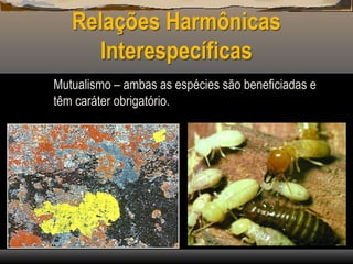 Relações Harmônicas
Interespecíficas
Mutualismo – ambas as espécies são beneficiadas e
têm caráter obrigatório.
 