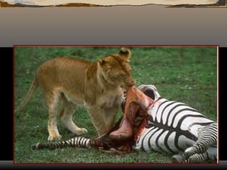 Fonte: http://n.i.uol.com.br/licaodecasa/ensmedio/biologia/leozebra.jpg
 