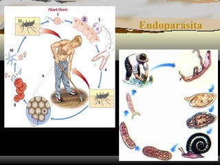 Endoparasita
 