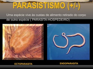 PARASISTISMO (+/-)
Uma espécie vive às custas de alimento retirado do corpo
de outra espécie ( PARASITA-HOSPEDEIRO)
ECTOPARASITA ENDOPARASITA
 