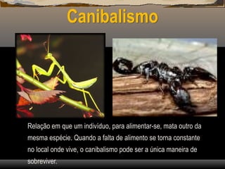 Canibalismo
Relação em que um indivíduo, para alimentar-se, mata outro da
mesma espécie. Quando a falta de alimento se torna constante
no local onde vive, o canibalismo pode ser a única maneira de
sobreviver.
 