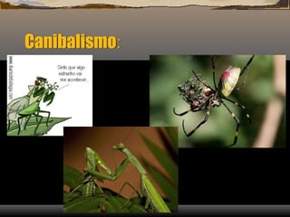 Canibalismo:
 