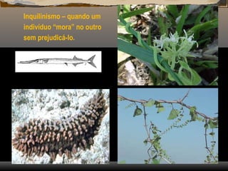 Inquilinismo – quando um
indivíduo “mora” no outro
sem prejudicá-lo.
 