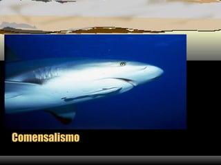 Comensalismo
 