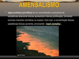 AMENSALISMO
 algas protistas (pirrófitas) de cor avermelhada e produtoras de
substâncias altamente tóxicas apresentam intensa proliferação, formando
enormes manchas vermelhas no oceano. Com isso, a concentração dessas
substâncias tóxicas aumenta, provocando “maré vermelha”.
 