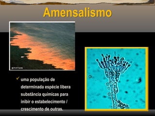 Amensalismo
 uma população de
determinada espécie libera
substância químicas para
inibir o estabelecimento /
crescimento de outras.
 