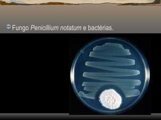  Fungo Penicillium notatum e bactérias.
 
