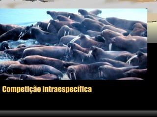 Competição intraespecífica
 
