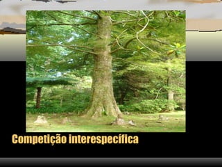 Competição interespecífica
 