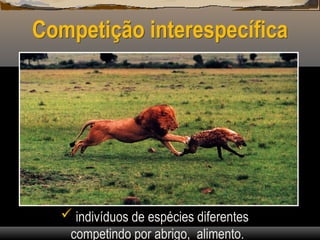 Competição interespecífica
 indivíduos de espécies diferentes
competindo por abrigo, alimento.
 