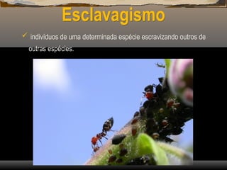 Esclavagismo
 indivíduos de uma determinada espécie escravizando outros de
outras espécies.
 