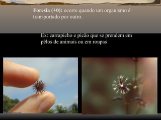 Foresia (+0): ocorre quando um organismo é
transportado por outro.
Ex: carrapicho e picão que se prendem em
pêlos de animais ou em roupas
 