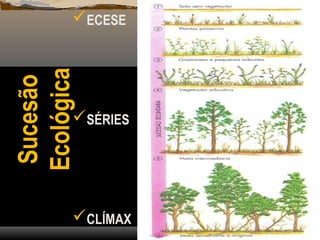 ECESE
SÉRIES
CLÍMAX
Sucesão
Ecológica
 
