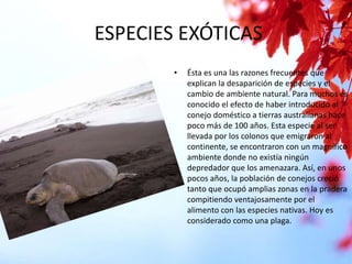 ESPECIES EXÓTICAS
•

Ésta es una las razones frecuentes que
explican la desaparición de especies y el
cambio de ambiente natural. Para muchos es
conocido el efecto de haber introducido al
conejo doméstico a tierras australianas hace
poco más de 100 años. Esta especie al ser
llevada por los colonos que emigraron al
continente, se encontraron con un magnífico
ambiente donde no existía ningún
depredador que los amenazara. Así, en unos
pocos años, la población de conejos creció
tanto que ocupó amplias zonas en la pradera
compitiendo ventajosamente por el
alimento con las especies nativas. Hoy es
considerado como una plaga.

 
