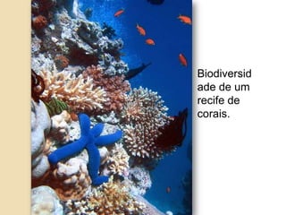 Biodiversid
ade de um
recife de
corais.
 